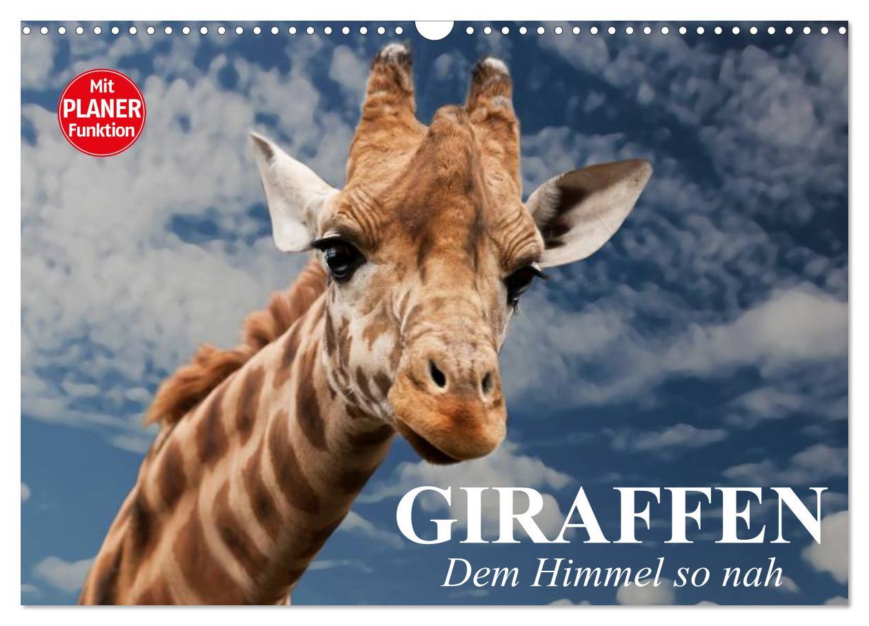 Cover: 9783435534968 | Giraffen. Dem Himmel so nah (Wandkalender 2025 DIN A3 quer),...