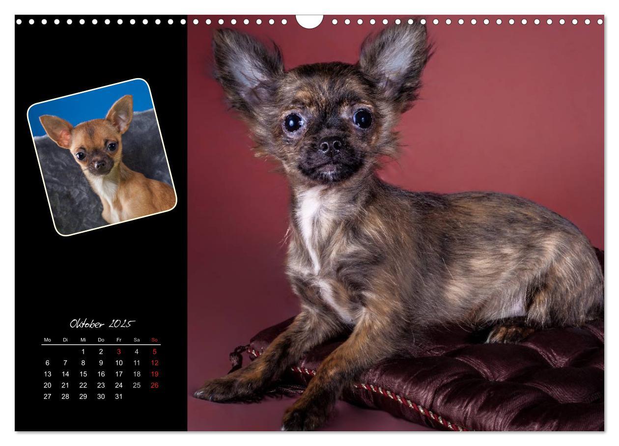 Bild: 9783435835294 | Chihuahua Welpen und Freunde (Wandkalender 2025 DIN A3 quer),...