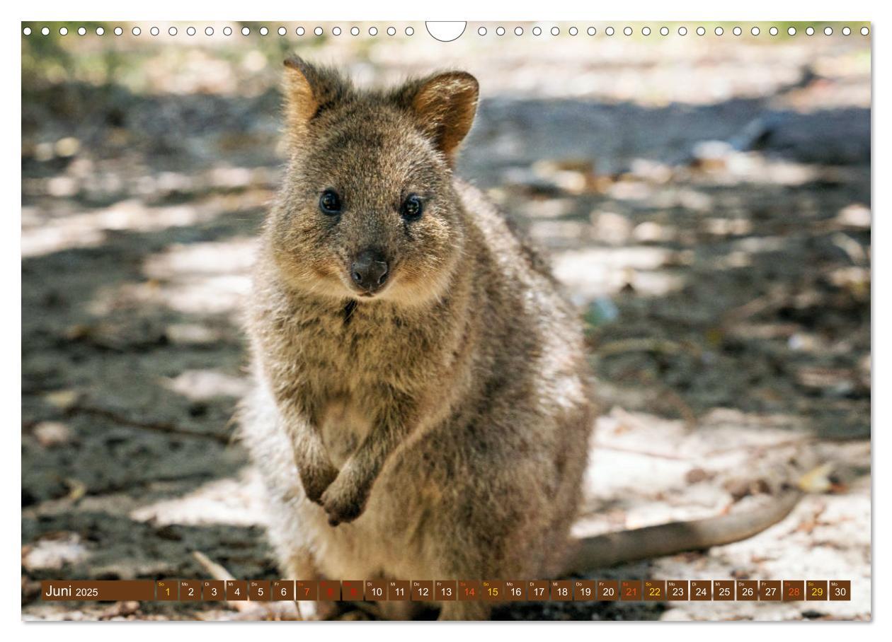 Bild: 9783383864384 | Big Five Australiens Buckelwal, Walhai, Orca, Quokka,Känguru...