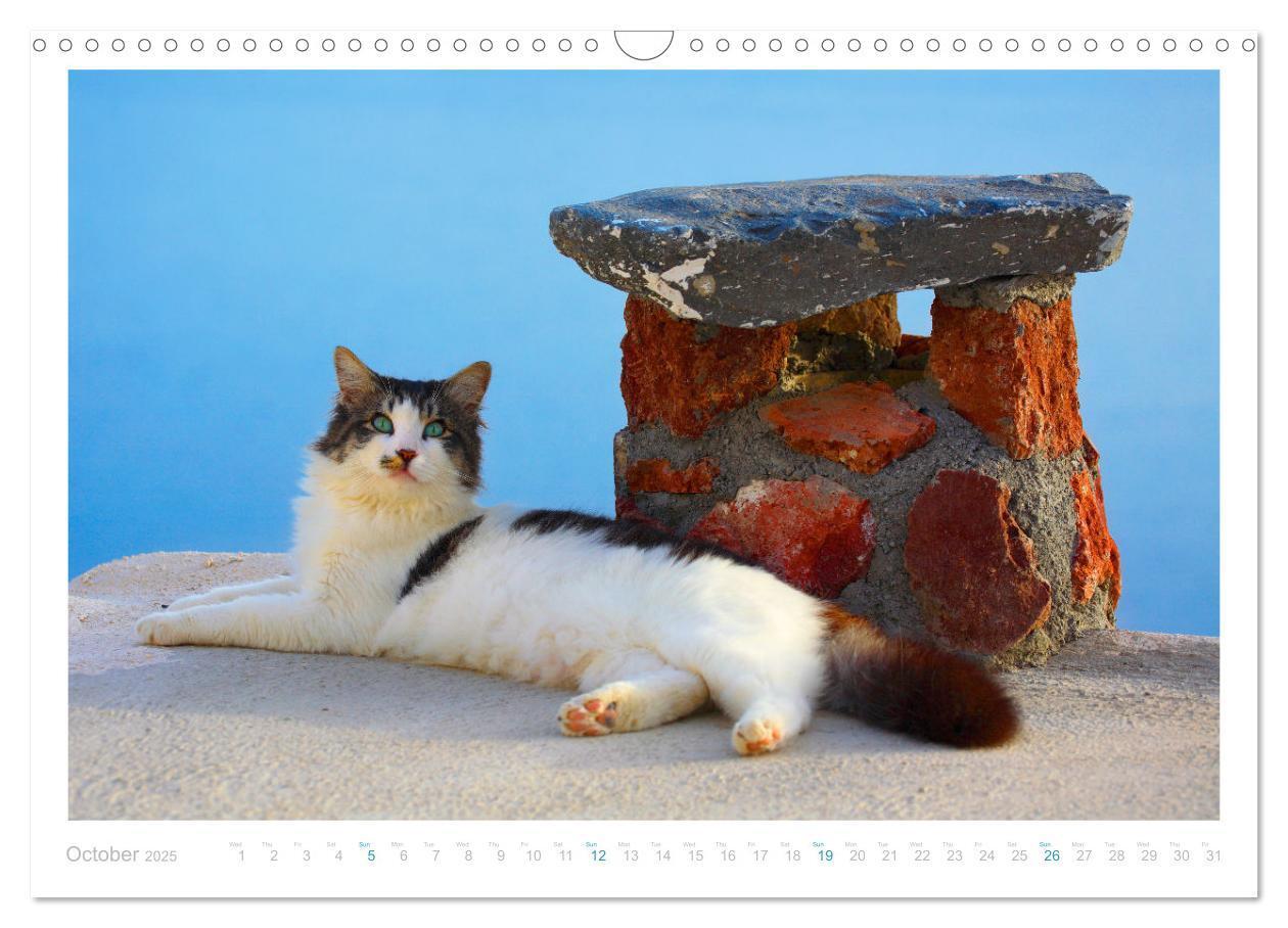 Bild: 9781325833832 | Cats of the Greek Islands (Wall Calendar 2025 DIN A3 landscape),...