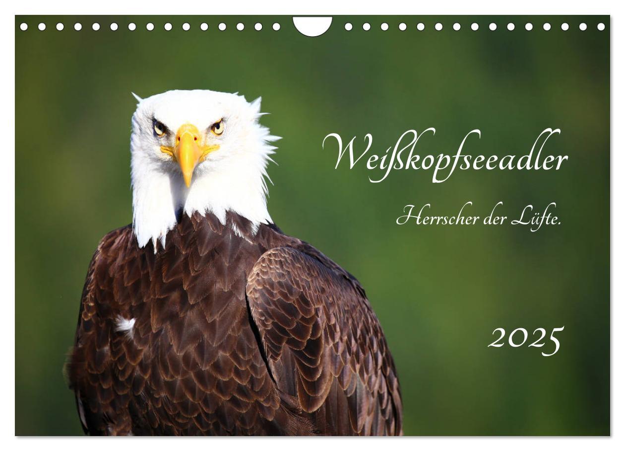 Cover: 9783435347636 | Weißkopfseeadler. Herrscher der Lüfte. 2025 (Wandkalender 2025 DIN...