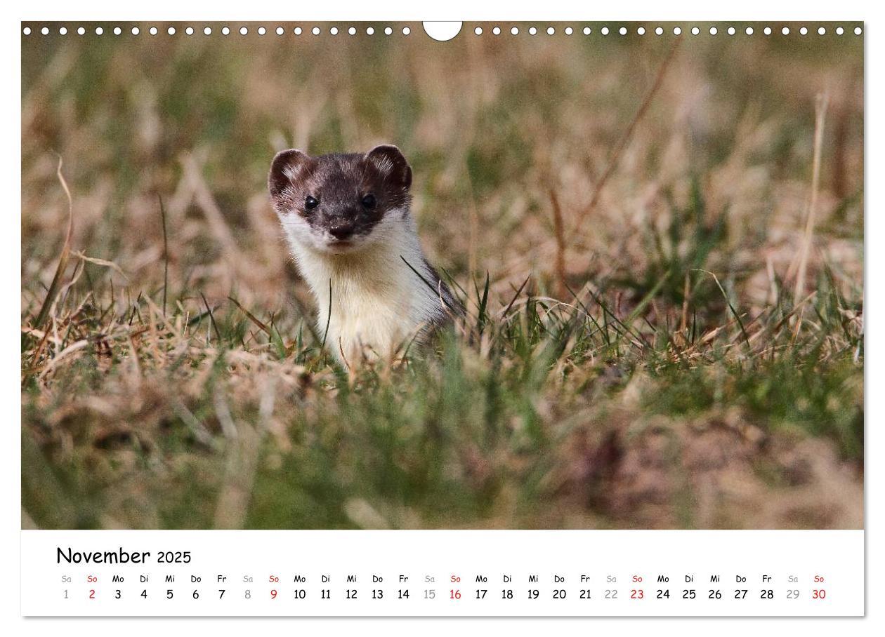 Bild: 9783435494446 | Hermelin - das wieselflinke Raubtier (Wandkalender 2025 DIN A3...