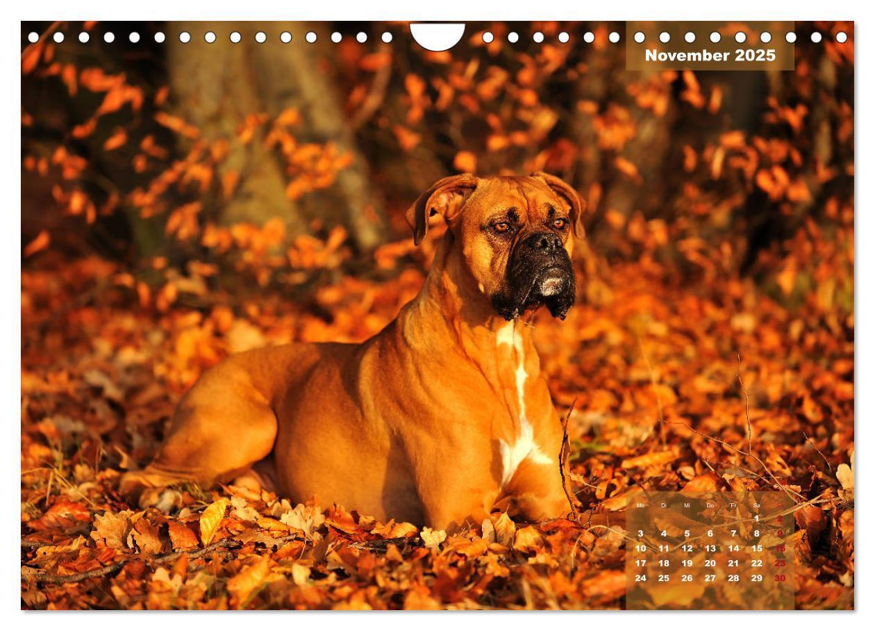 Bild: 9783435179947 | Einmal Boxer - immer Boxer (Wandkalender 2025 DIN A4 quer),...