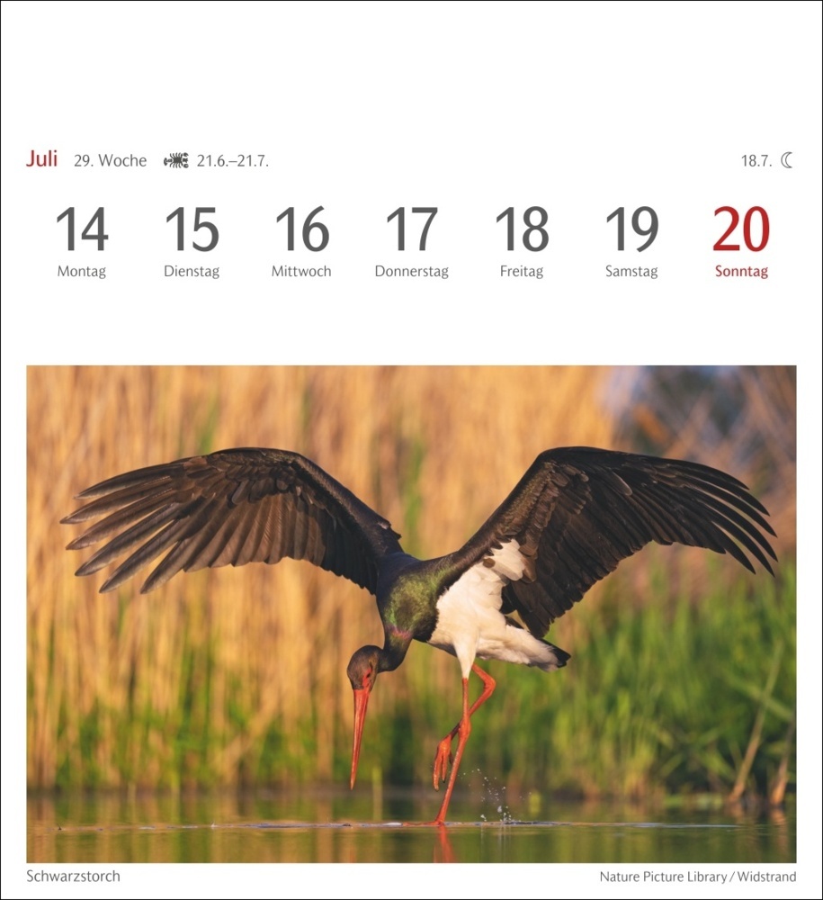 Bild: 9783840034213 | Heimische Vögel Postkartenkalender 2025 - Wochenkalender mit 53...