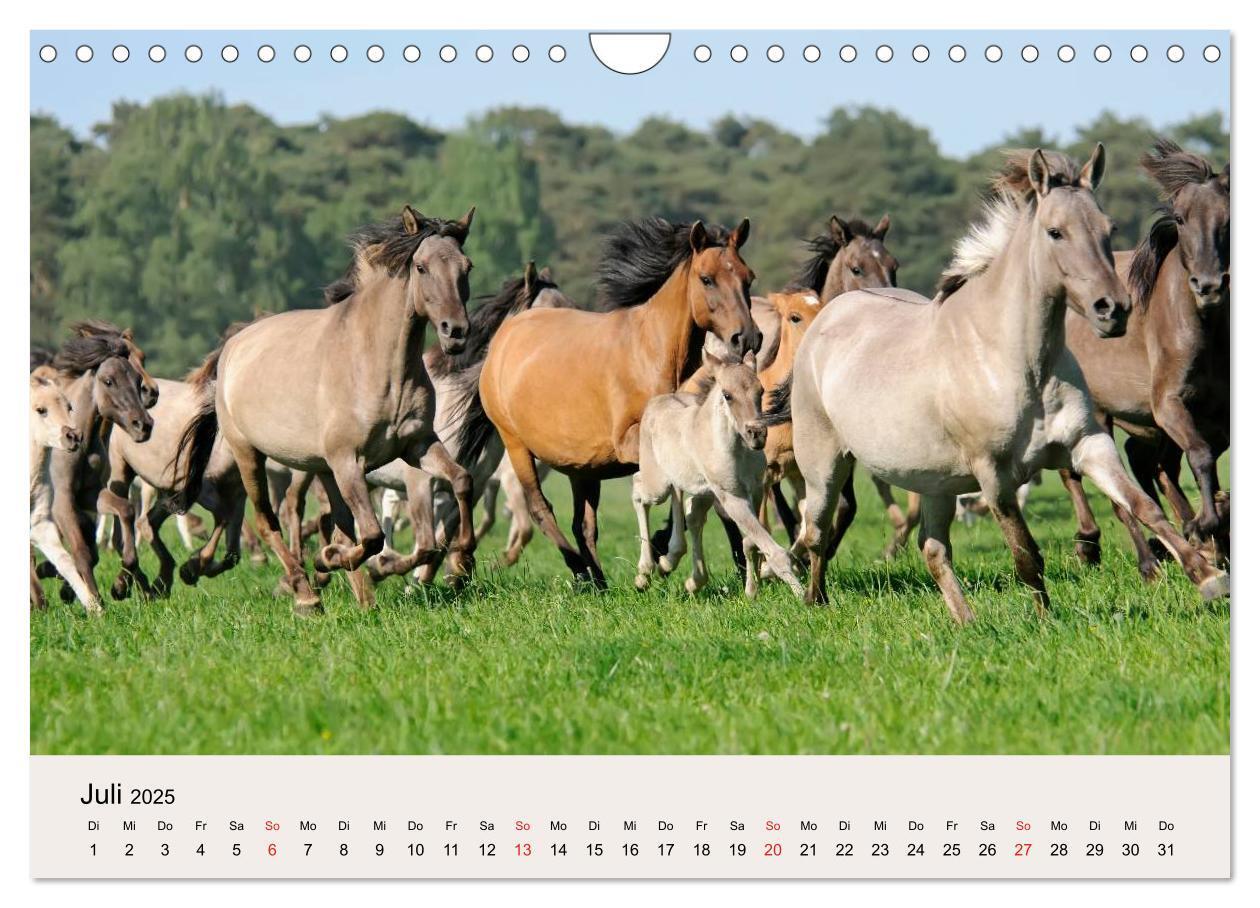 Bild: 9783435824762 | Dülmener Wildpferde (Wandkalender 2025 DIN A4 quer), CALVENDO...