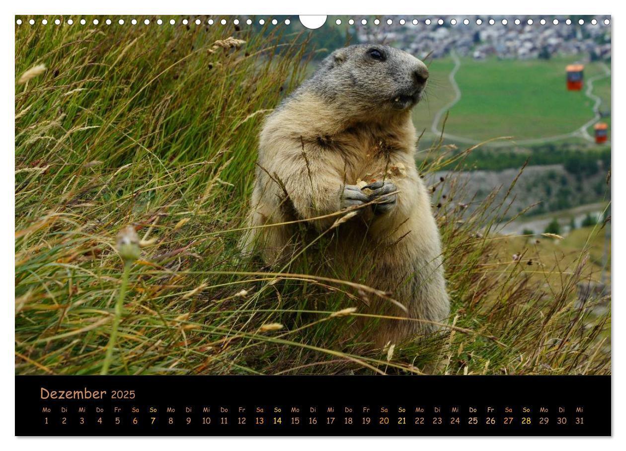 Bild: 9783435669356 | Wildlife - Verspielte Murmeltiere (Wandkalender 2025 DIN A3 quer),...