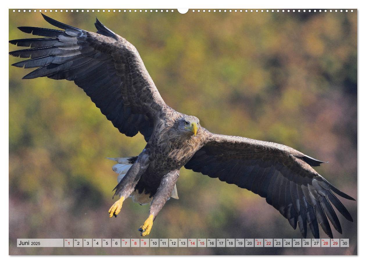 Bild: 9783435230105 | Majestätische Seeadler (Wandkalender 2025 DIN A2 quer), CALVENDO...