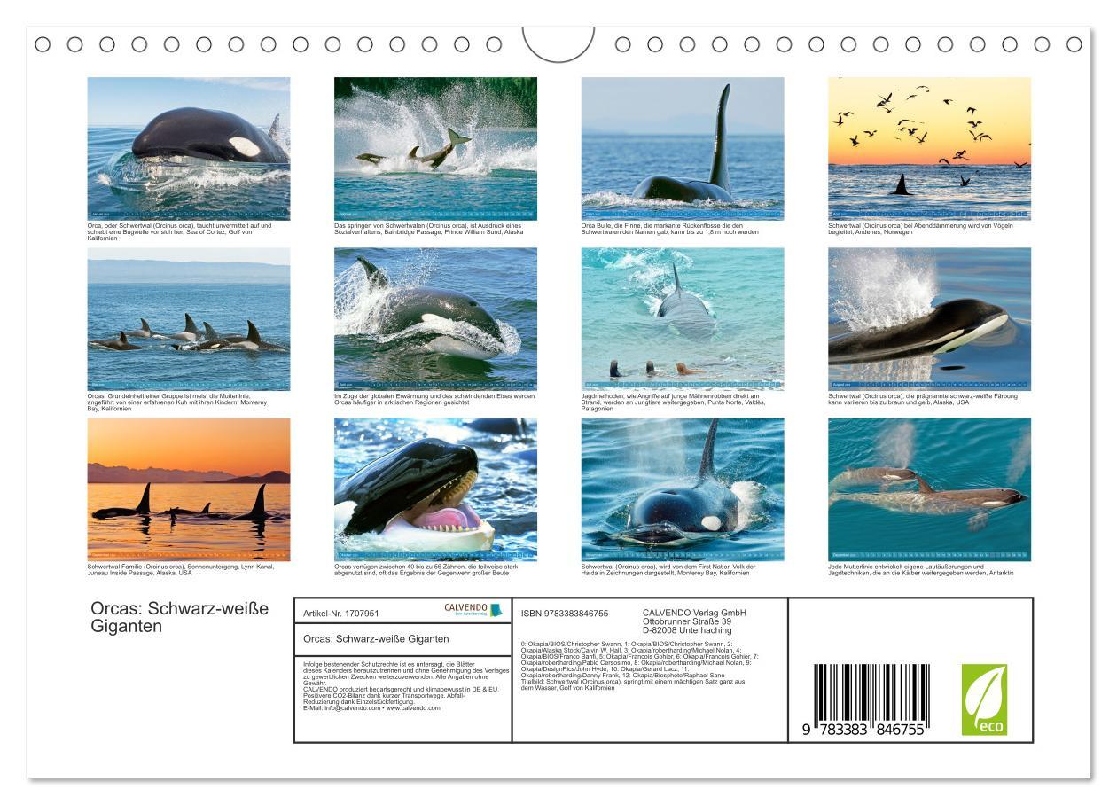 Bild: 9783383846755 | Orcas: Schwarz-weiße Giganten (Wandkalender 2025 DIN A4 quer),...