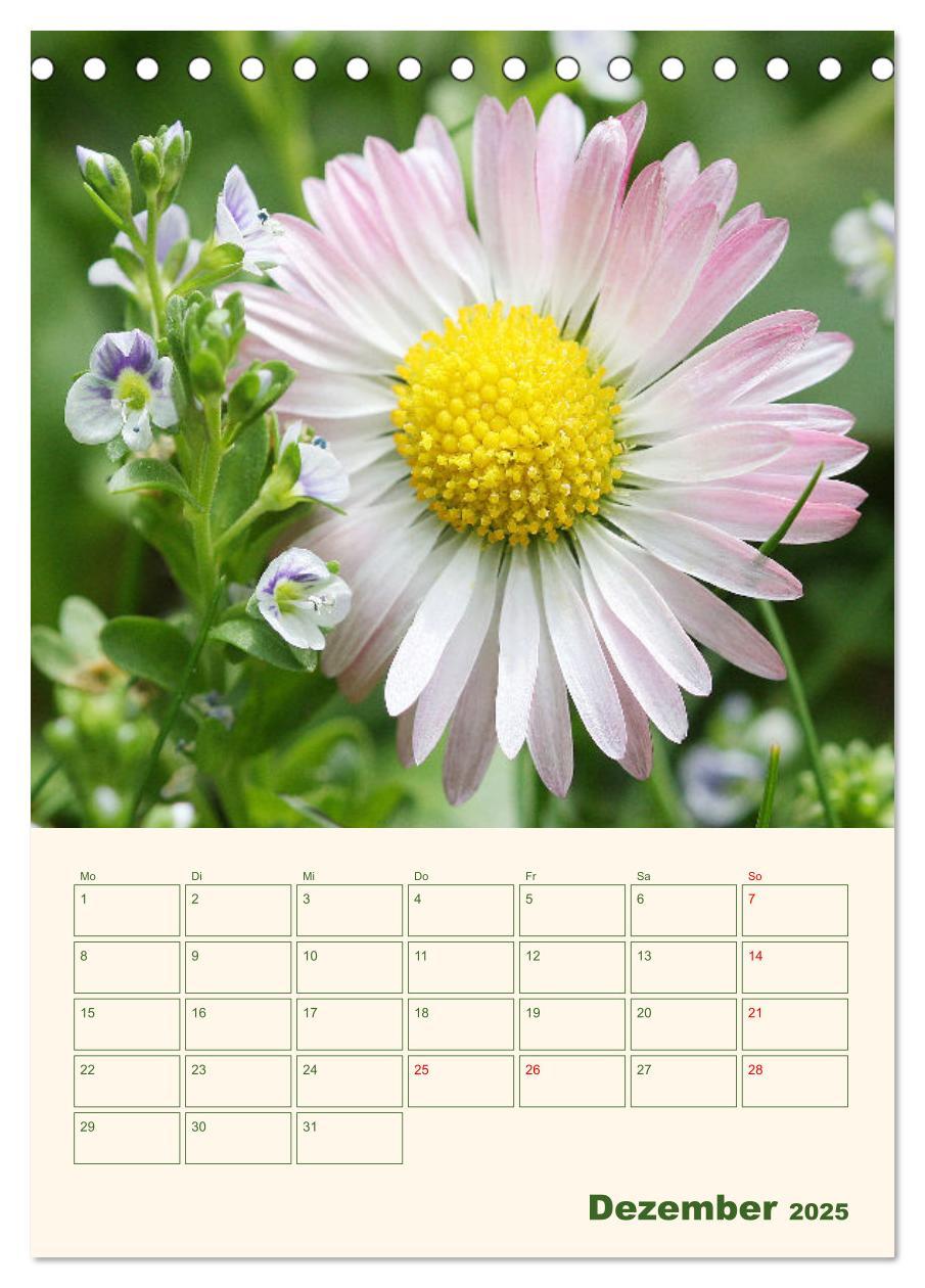 Bild: 9783435929559 | Verträumte Gänseblümchen (Tischkalender 2025 DIN A5 hoch), CALVENDO...