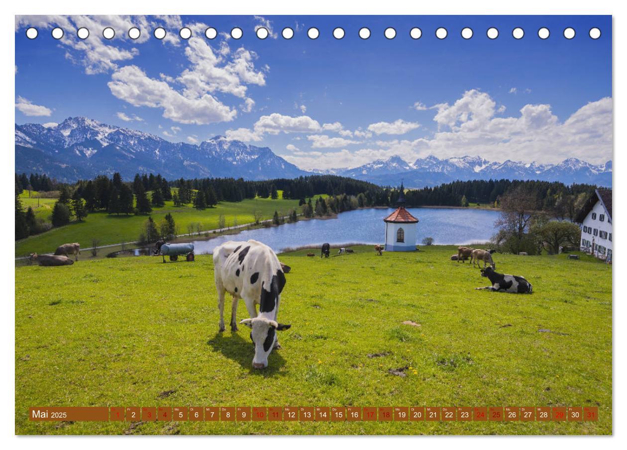 Bild: 9783435346332 | Allgäuer Schönheiten Allgäu - Land der Kühe (Tischkalender 2025 DIN...