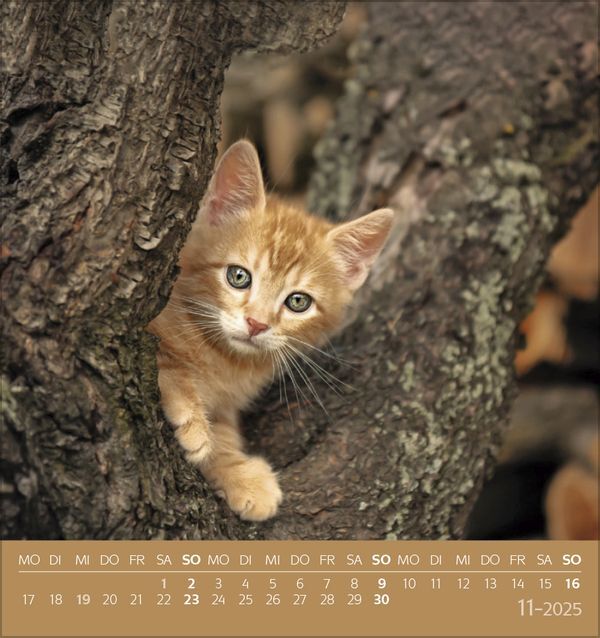 Bild: 9783731876724 | Schmusekatzen 2025 | aufstellbarer Postkartenkalender | Korsch Verlag