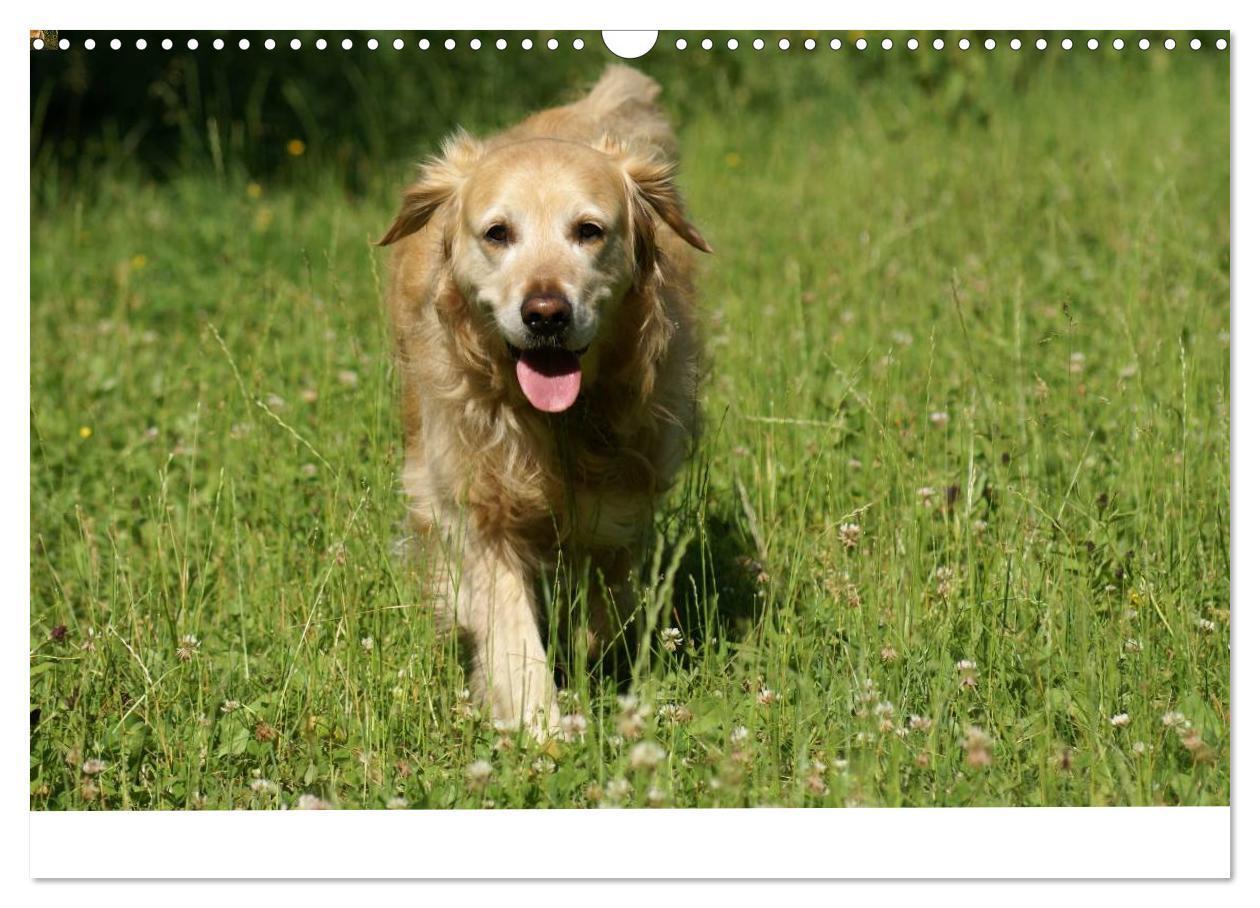 Bild: 9783435840663 | Golden Retriever Power (Wandkalender 2025 DIN A3 quer), CALVENDO...