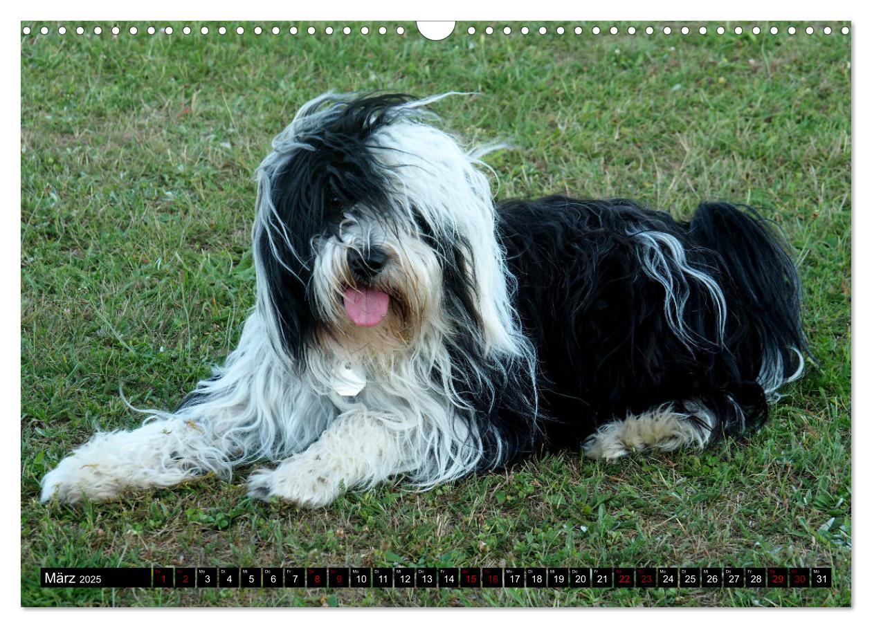 Bild: 9783435261116 | Tibet-Terrier - Eine Hunderasse mit Charakter (Wandkalender 2025...