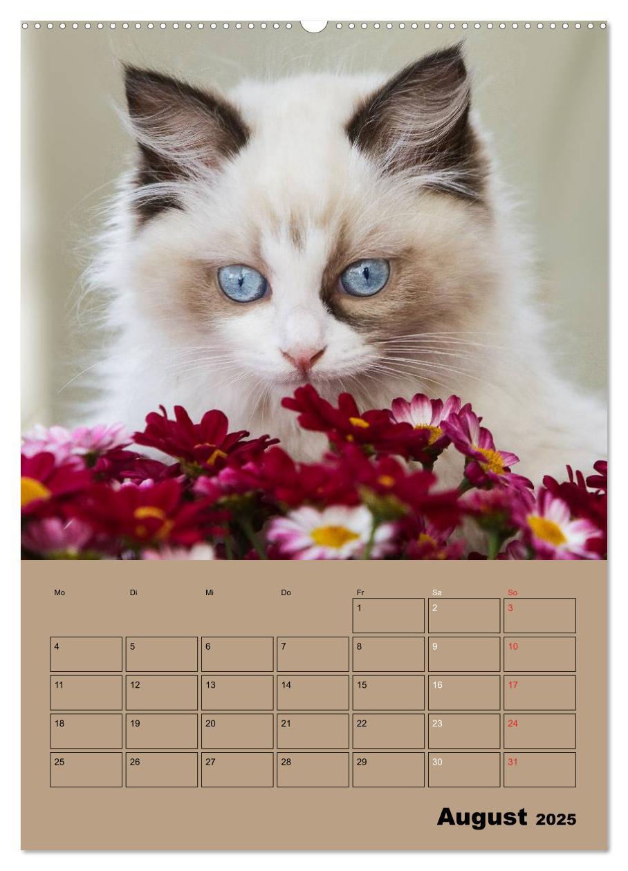 Bild: 9783457012505 | Ragdolls zum Verlieben (Wandkalender 2025 DIN A2 hoch), CALVENDO...