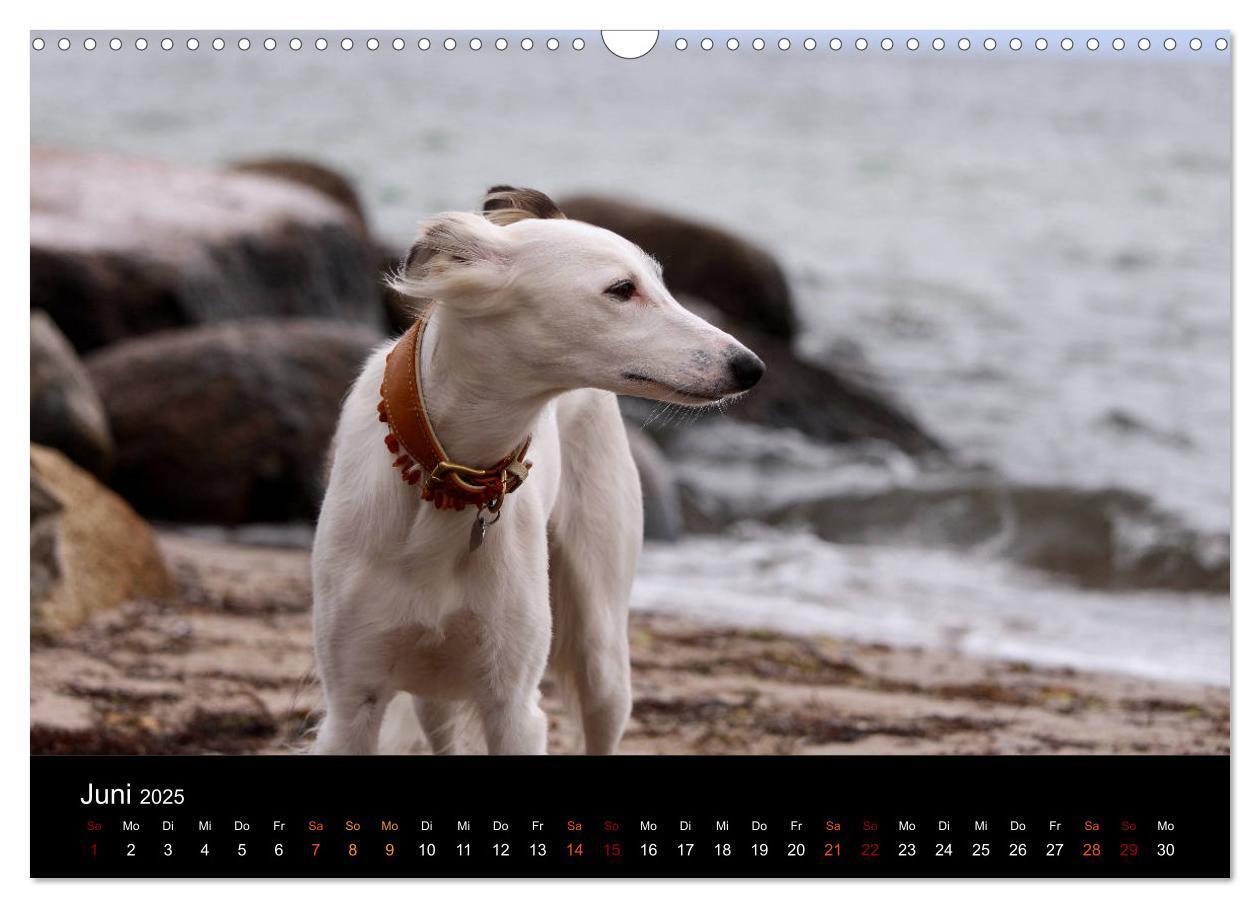 Bild: 9783435433308 | Der Silken Windsprite - ein Seelenhund (Wandkalender 2025 DIN A3...