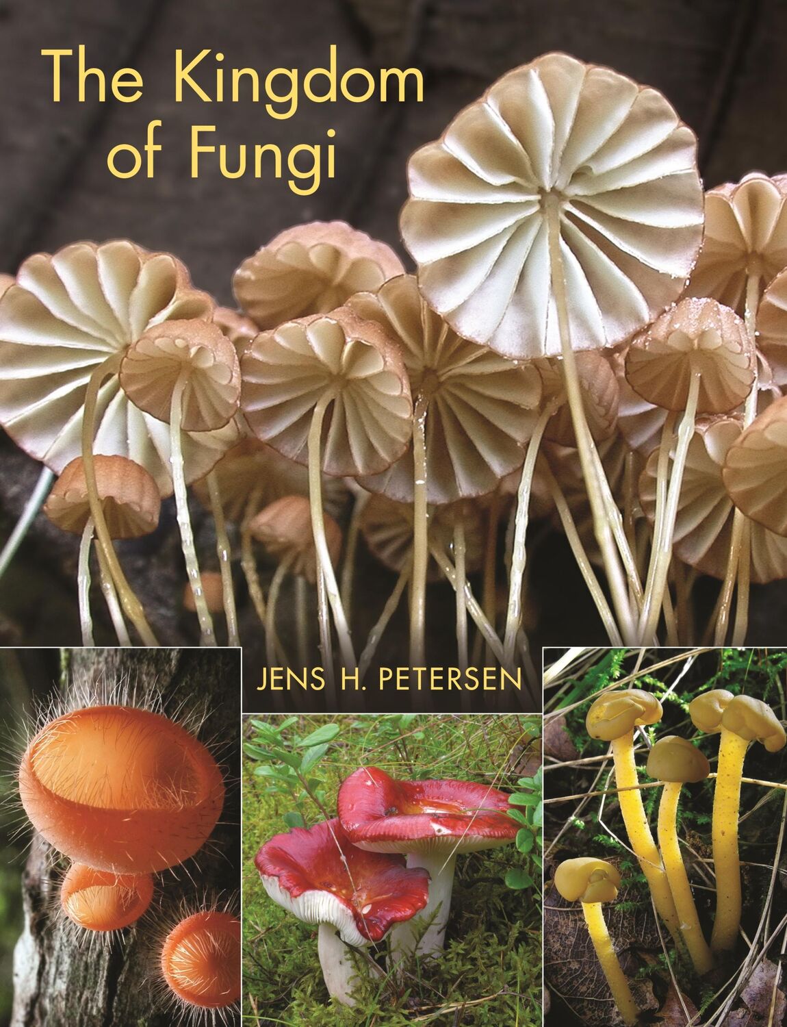 Cover: 9780691157542 | The Kingdom of Fungi | Jens Henrik Petersen | Buch | Gebunden | 2013