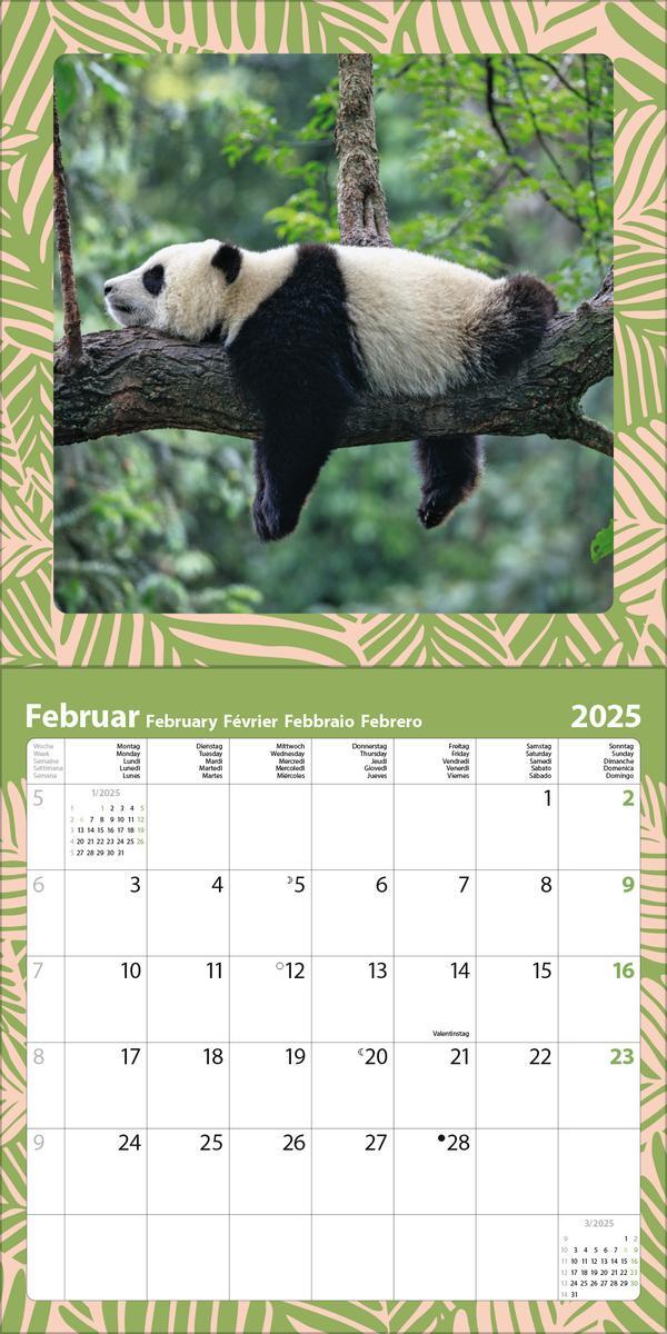 Bild: 9783731880226 | Achtung wild - Tiere aus aller Welt 2025 | Verlag Korsch | Kalender