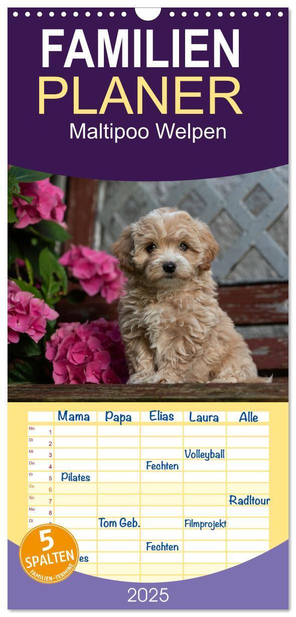 Cover: 9783457102107 | Familienplaner 2025 - Maltipoo Welpen mit 5 Spalten (Wandkalender,...