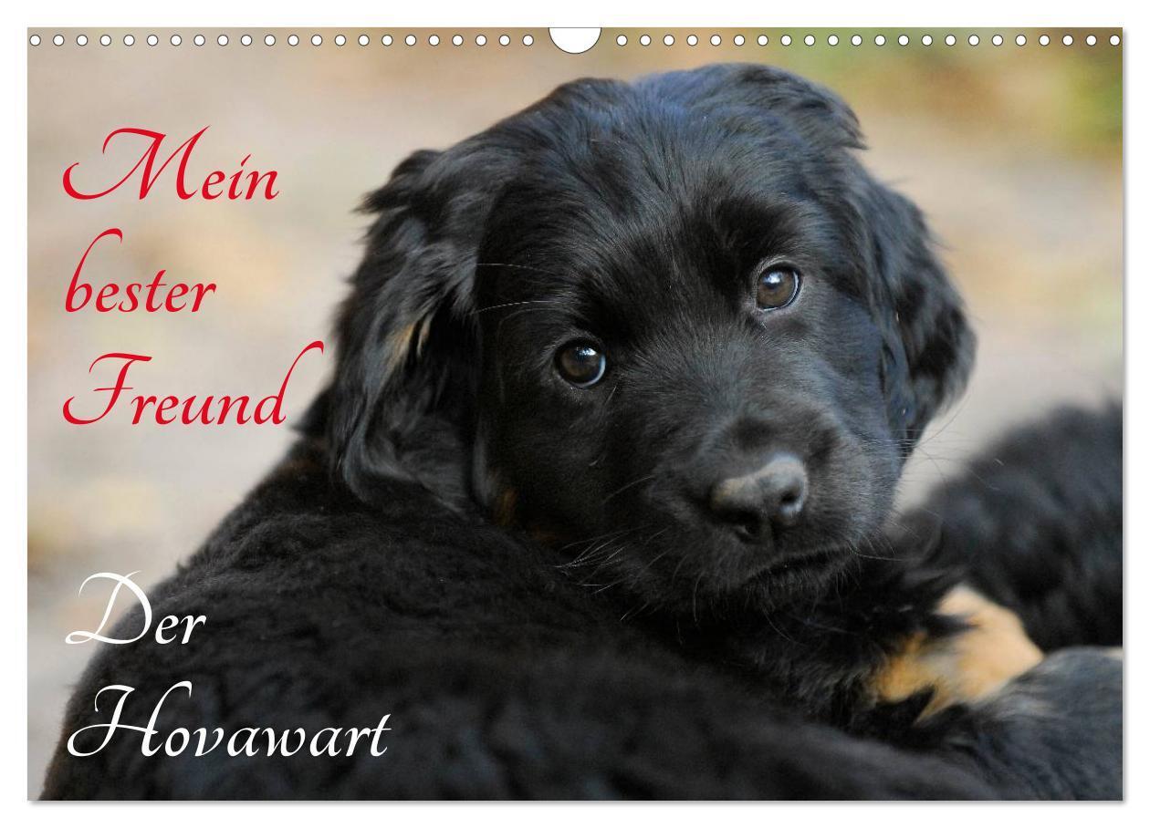 Cover: 9783435570423 | Mein bester Freund - Der Hovawart (Wandkalender 2025 DIN A3 quer),...