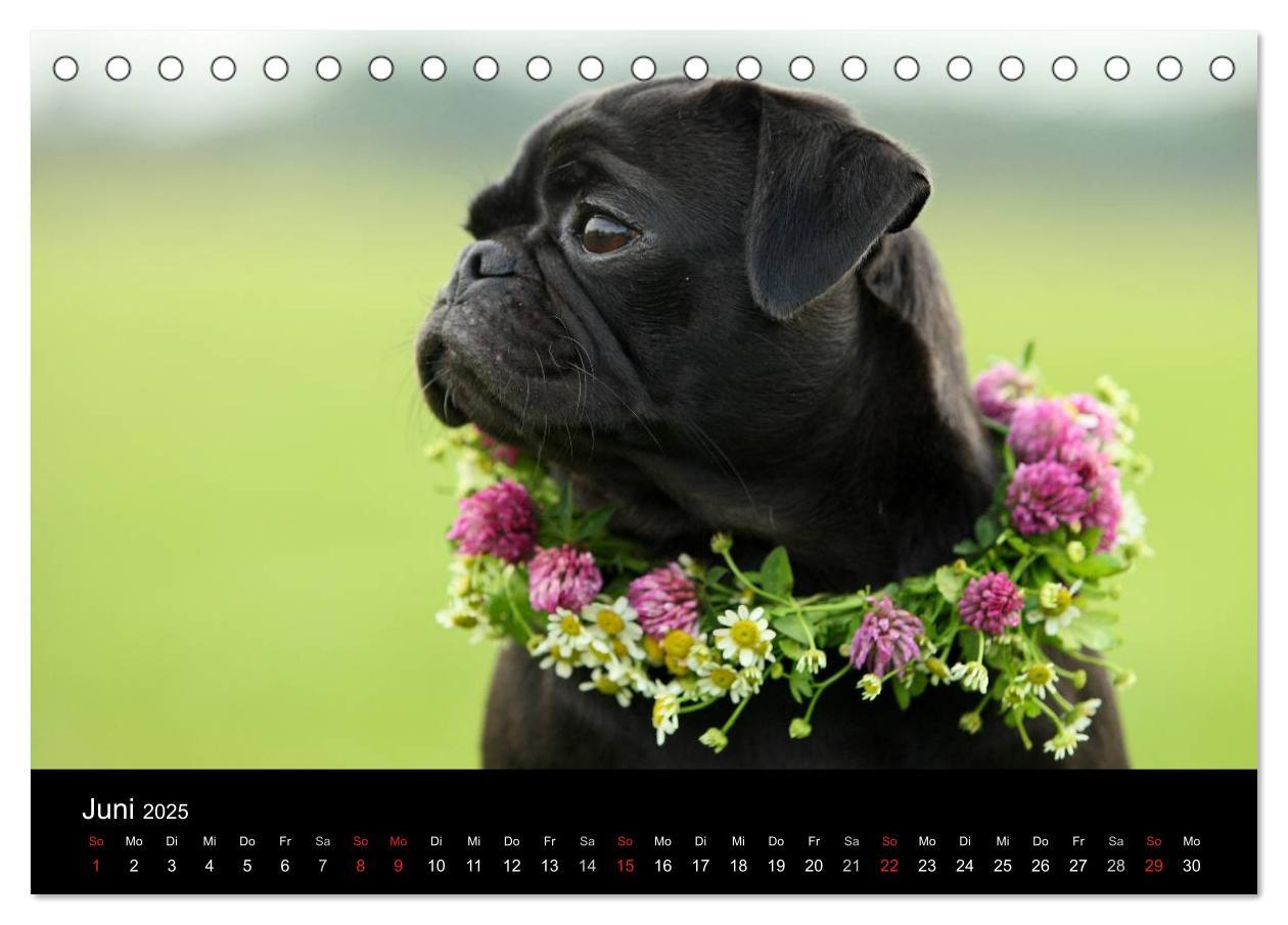 Bild: 9783435768424 | Der MOPS-Kalender (Tischkalender 2025 DIN A5 quer), CALVENDO...