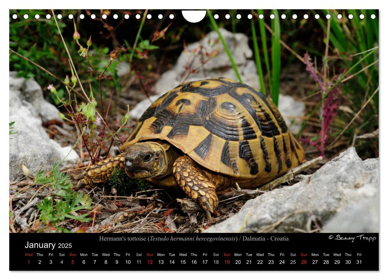 Bild: 9781325996001 | European Tortoises / UK-Version (Wall Calendar 2025 DIN A4...