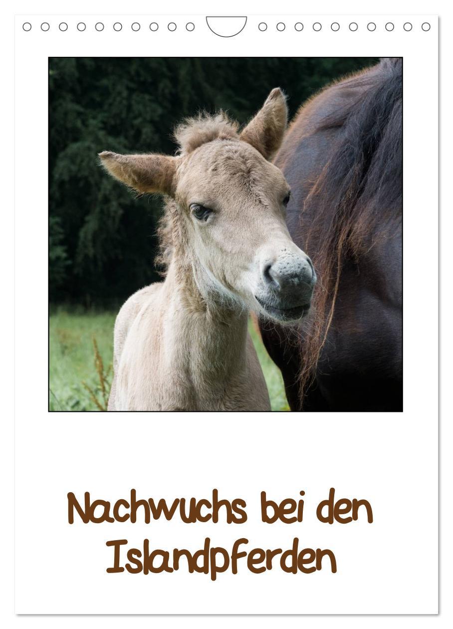 Cover: 9783457039502 | Nachwuchs bei den Islandpferden (Wandkalender 2025 DIN A4 hoch),...