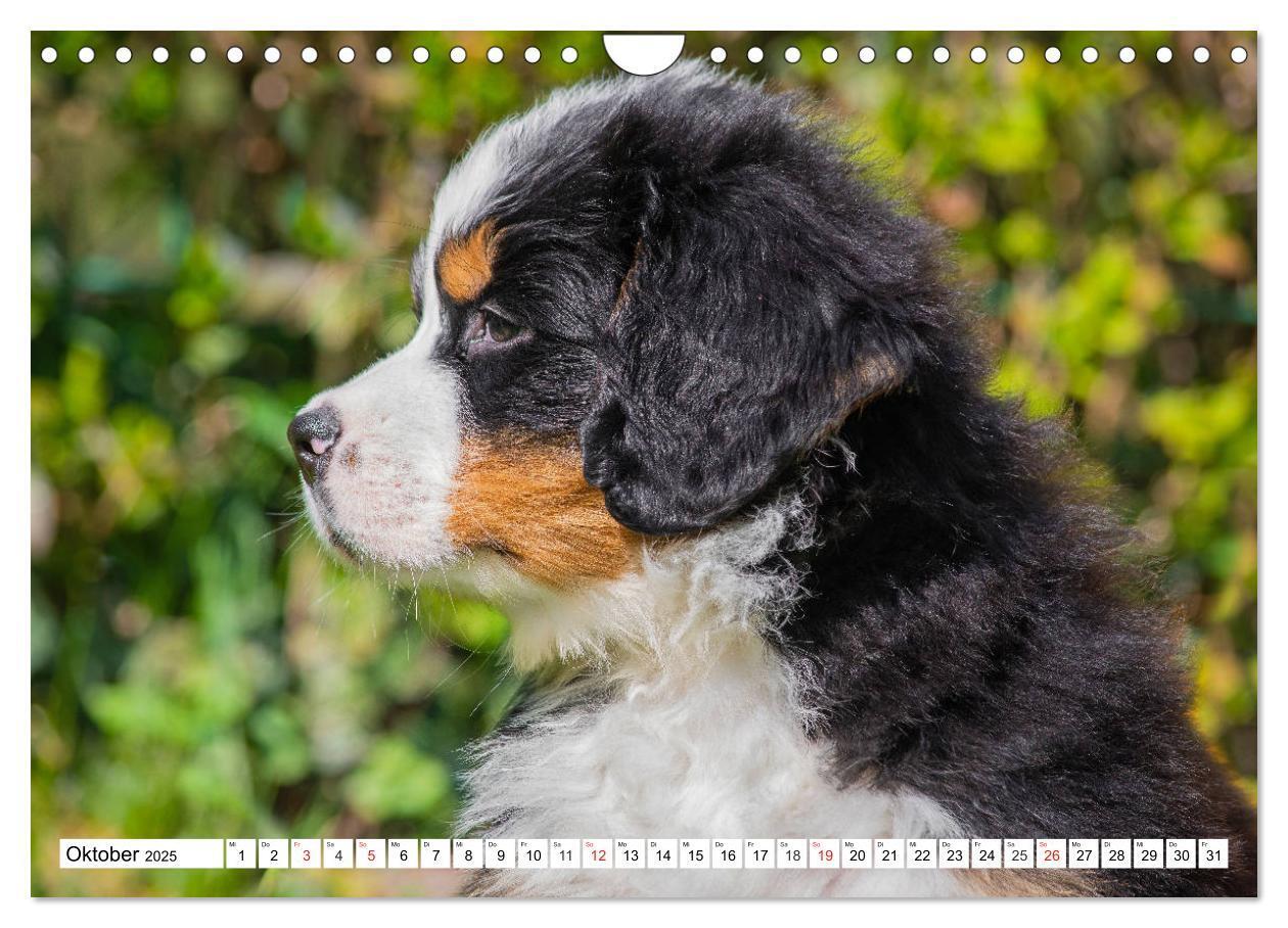 Bild: 9783435215737 | Kleine Herzen auf 4 Pfoten - Berner Sennenhunde (Wandkalender 2025...