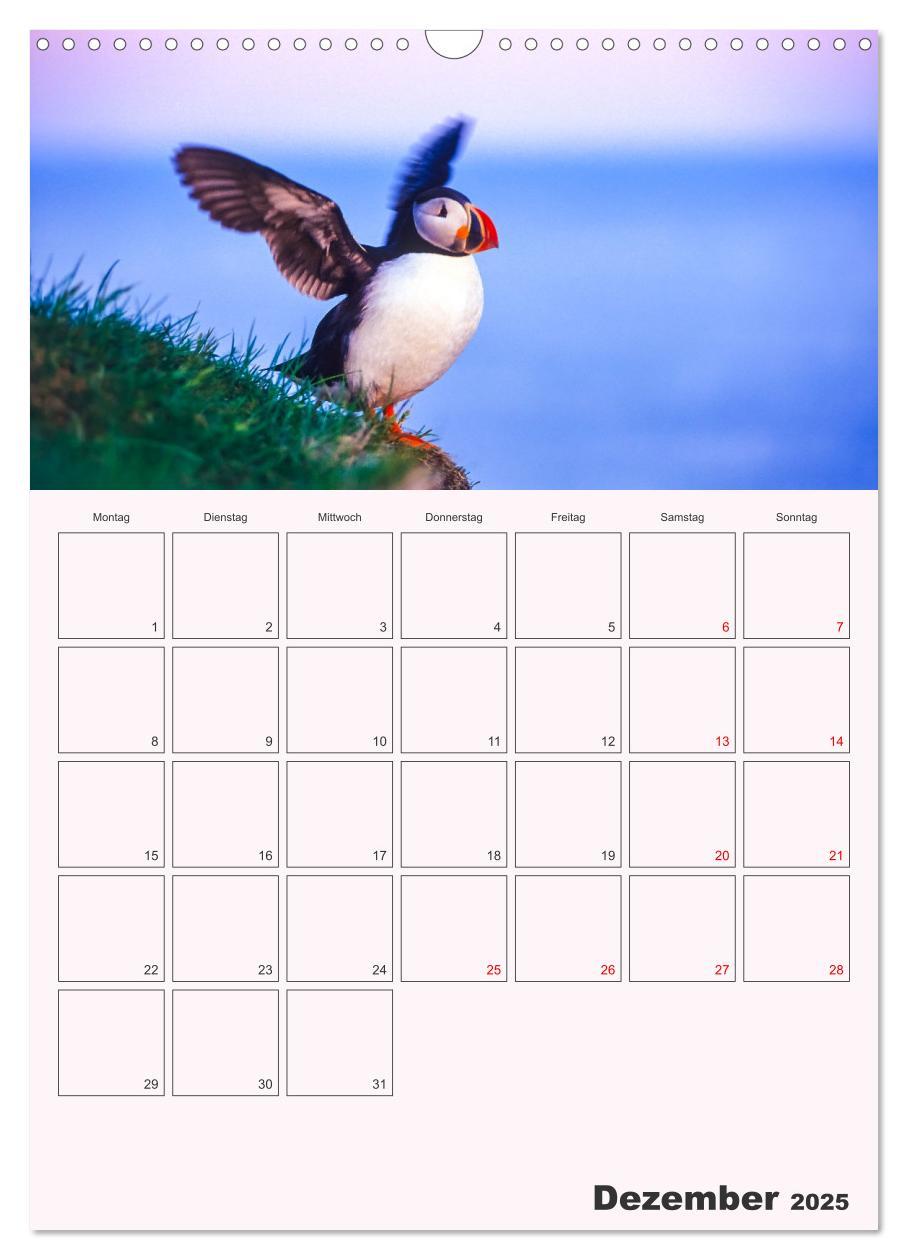 Bild: 9783435927296 | Papageitaucher Monatsplaner (Wandkalender 2025 DIN A3 hoch),...