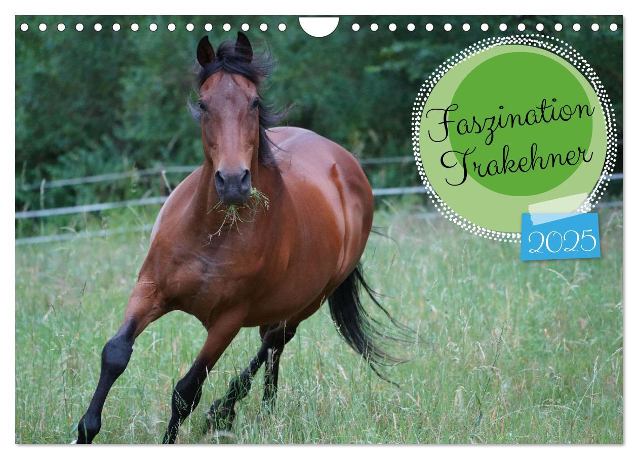 Cover: 9783383946257 | Faszination Trakehner (Wandkalender 2025 DIN A4 quer), CALVENDO...