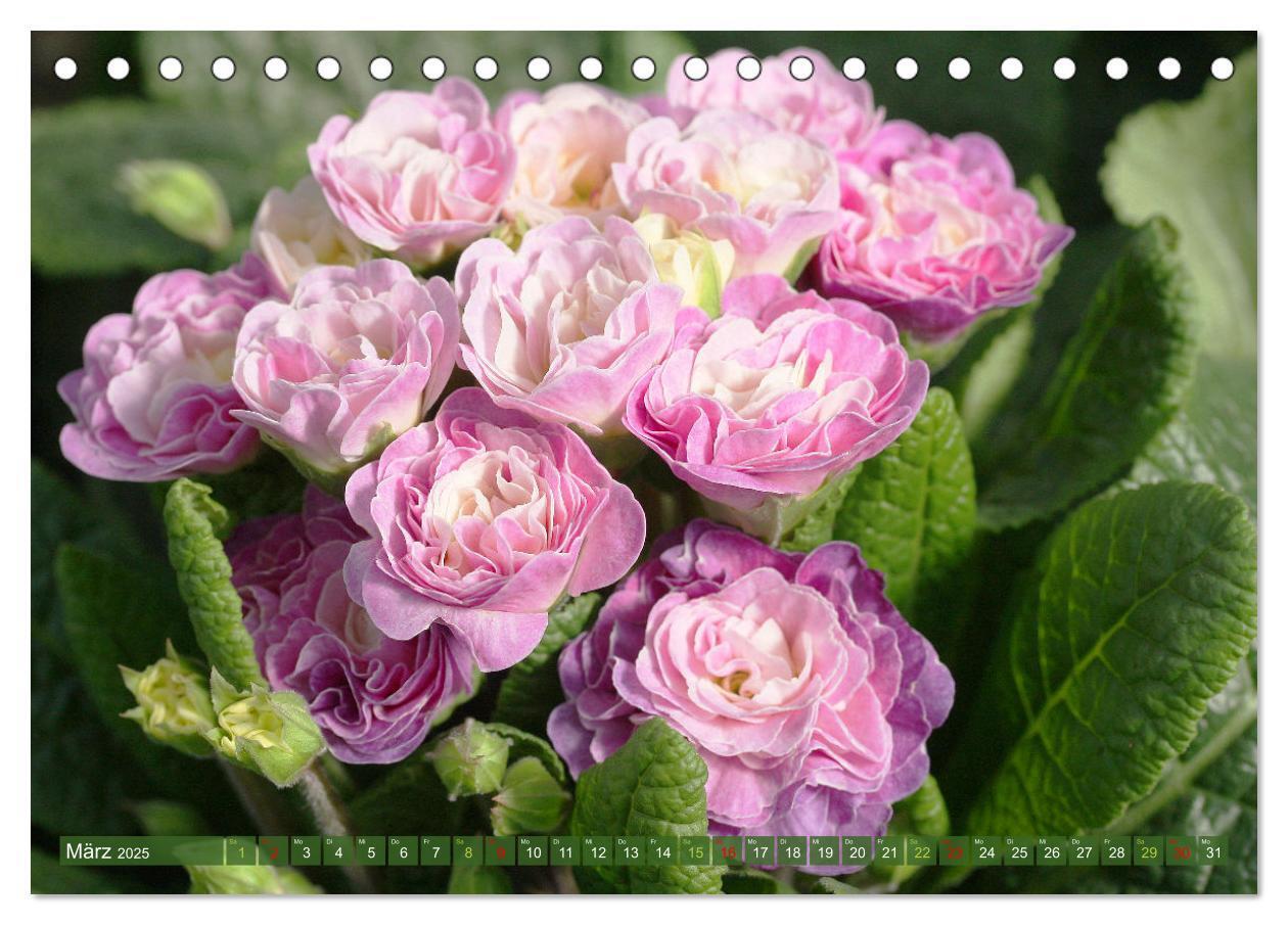 Bild: 9783383761072 | Blütenwunder - Mit Blumen durchs ganze Gartenjahr (Tischkalender...