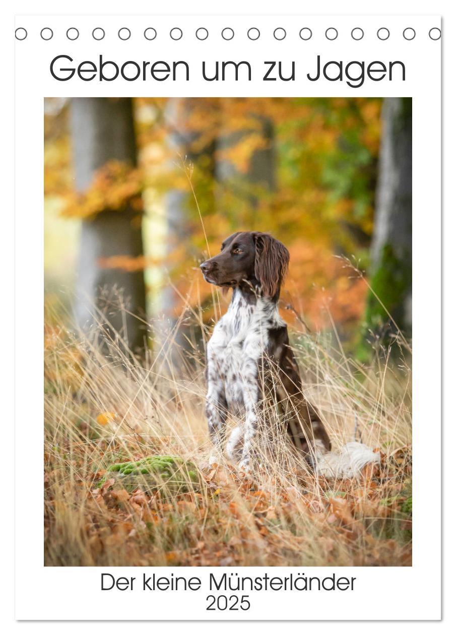 Cover: 9783457163429 | Geboren um zu Jagen. Der kleine Münsterländer (Tischkalender 2025...