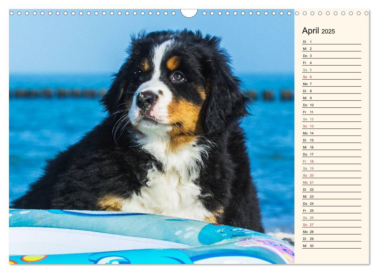 Bild: 9783435478194 | Seebärchen entdecken die Welt - Berner Sennenhunde (Wandkalender...