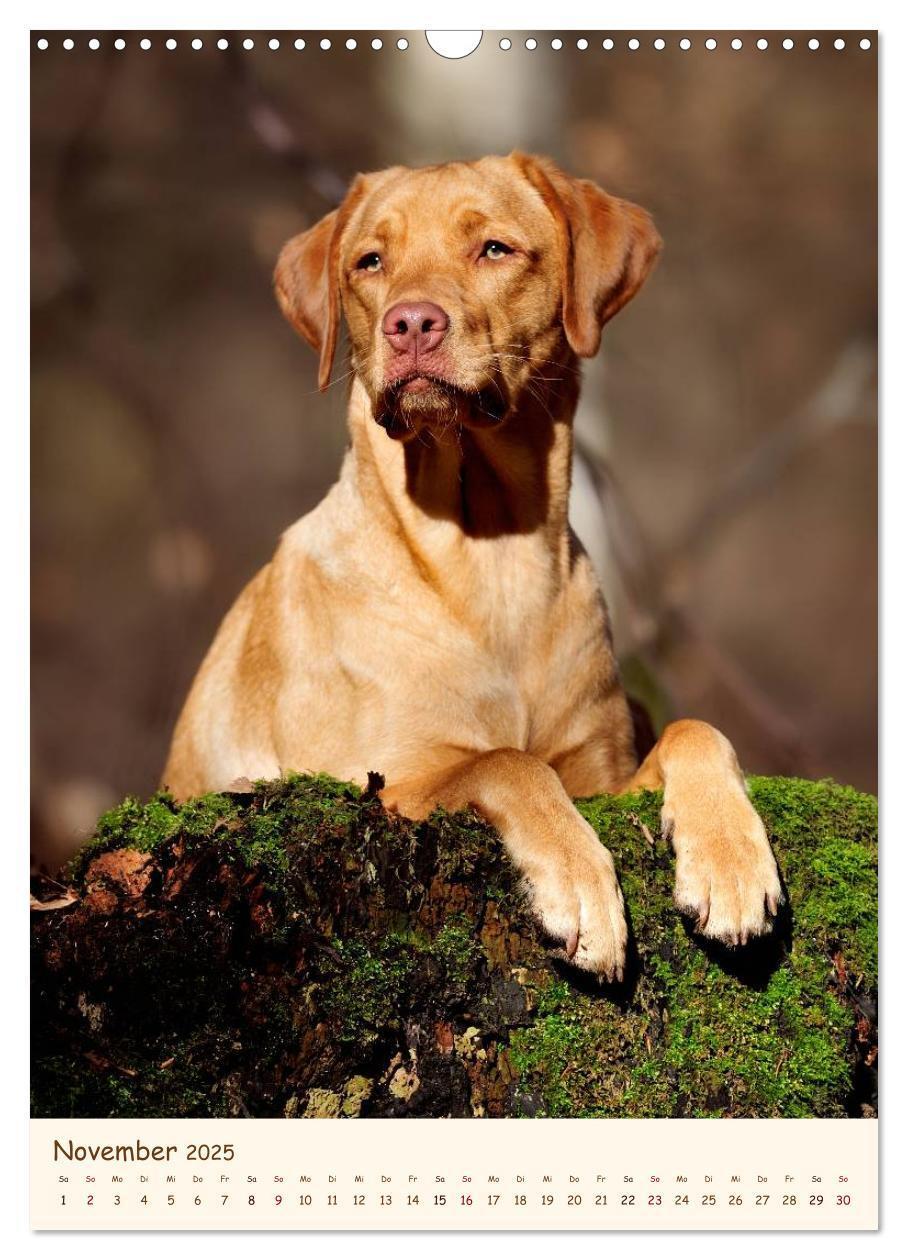 Bild: 9783457064870 | Labrador Retriever (Wandkalender 2025 DIN A3 hoch), CALVENDO...