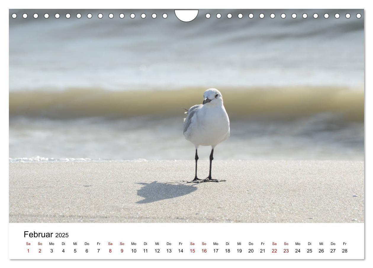 Bild: 9783435376001 | Möwen am Meer (Wandkalender 2025 DIN A4 quer), CALVENDO Monatskalender