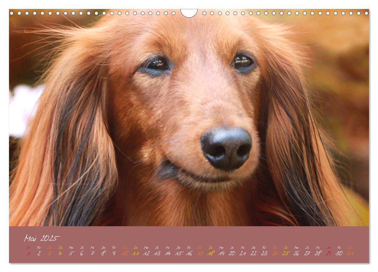 Bild: 9783435209361 | Typisch Dackel 2025 (Wandkalender 2025 DIN A3 quer), CALVENDO...