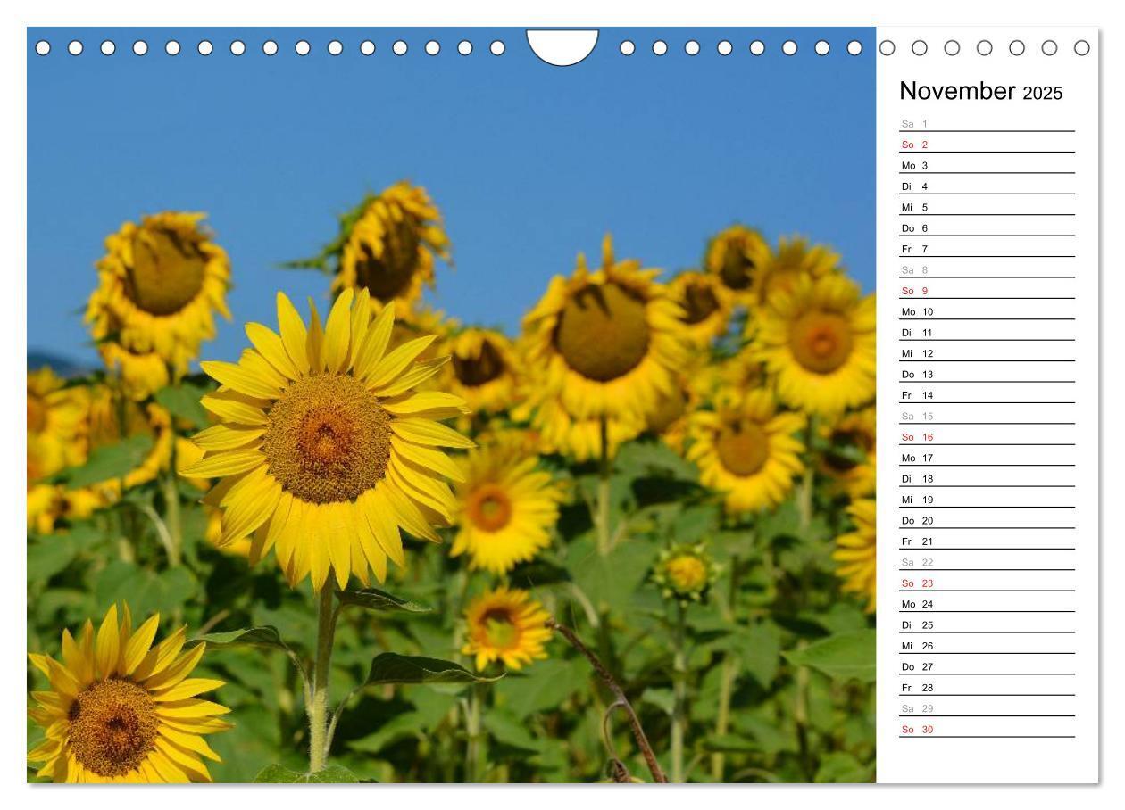 Bild: 9783435477142 | Ein Jahr lang Sonnenblumen (Wandkalender 2025 DIN A4 quer),...