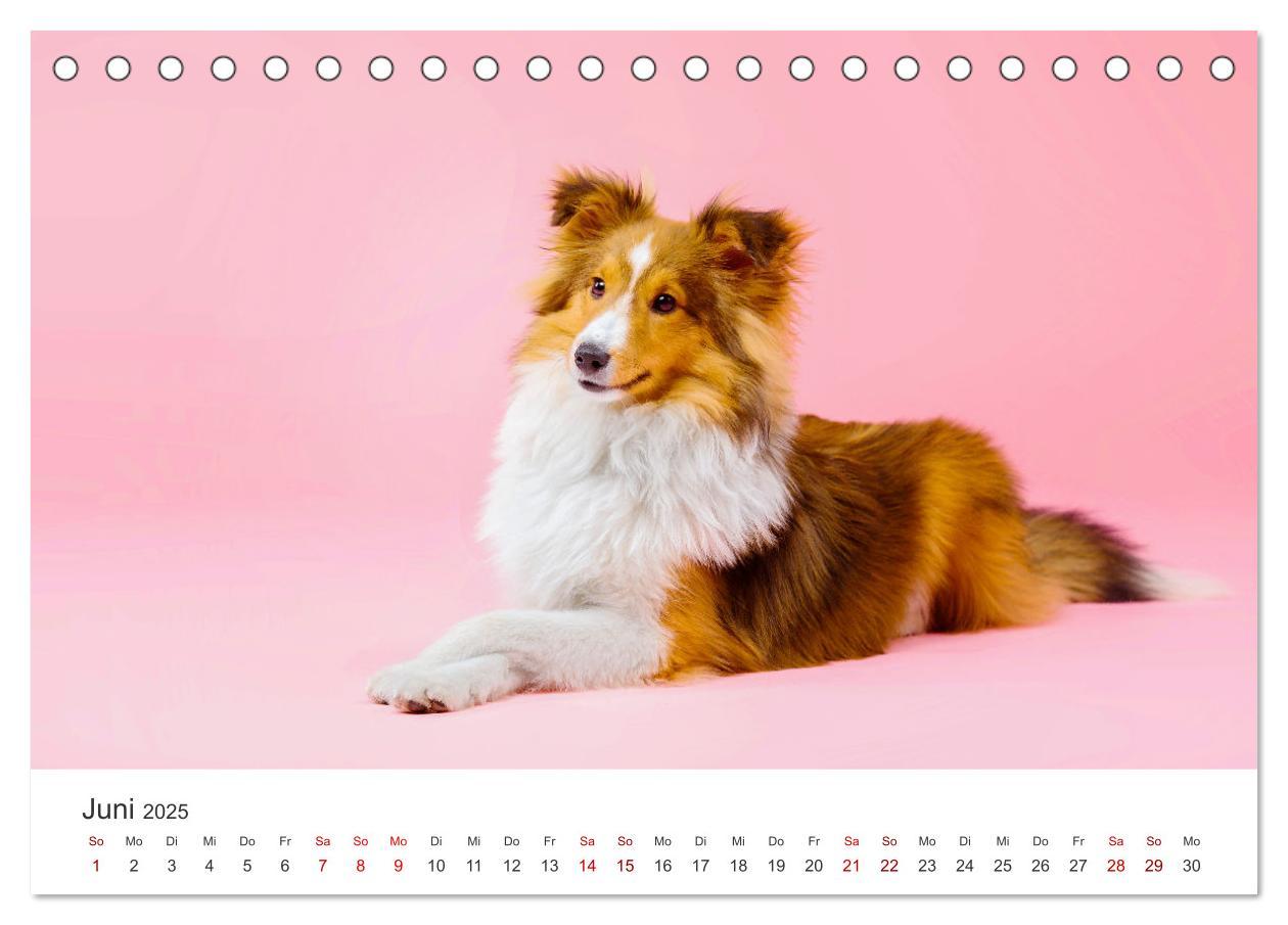 Bild: 9783383916519 | Shelties - Die zuckersüßen Vierbeiner. (Tischkalender 2025 DIN A5...