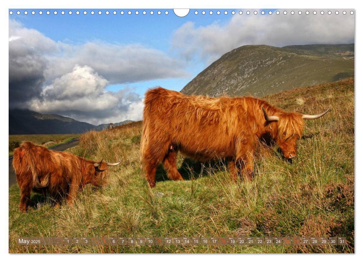 Bild: 9781325994229 | Highland Cattle - Native Breed of Scotland (Wall Calendar 2025 DIN...