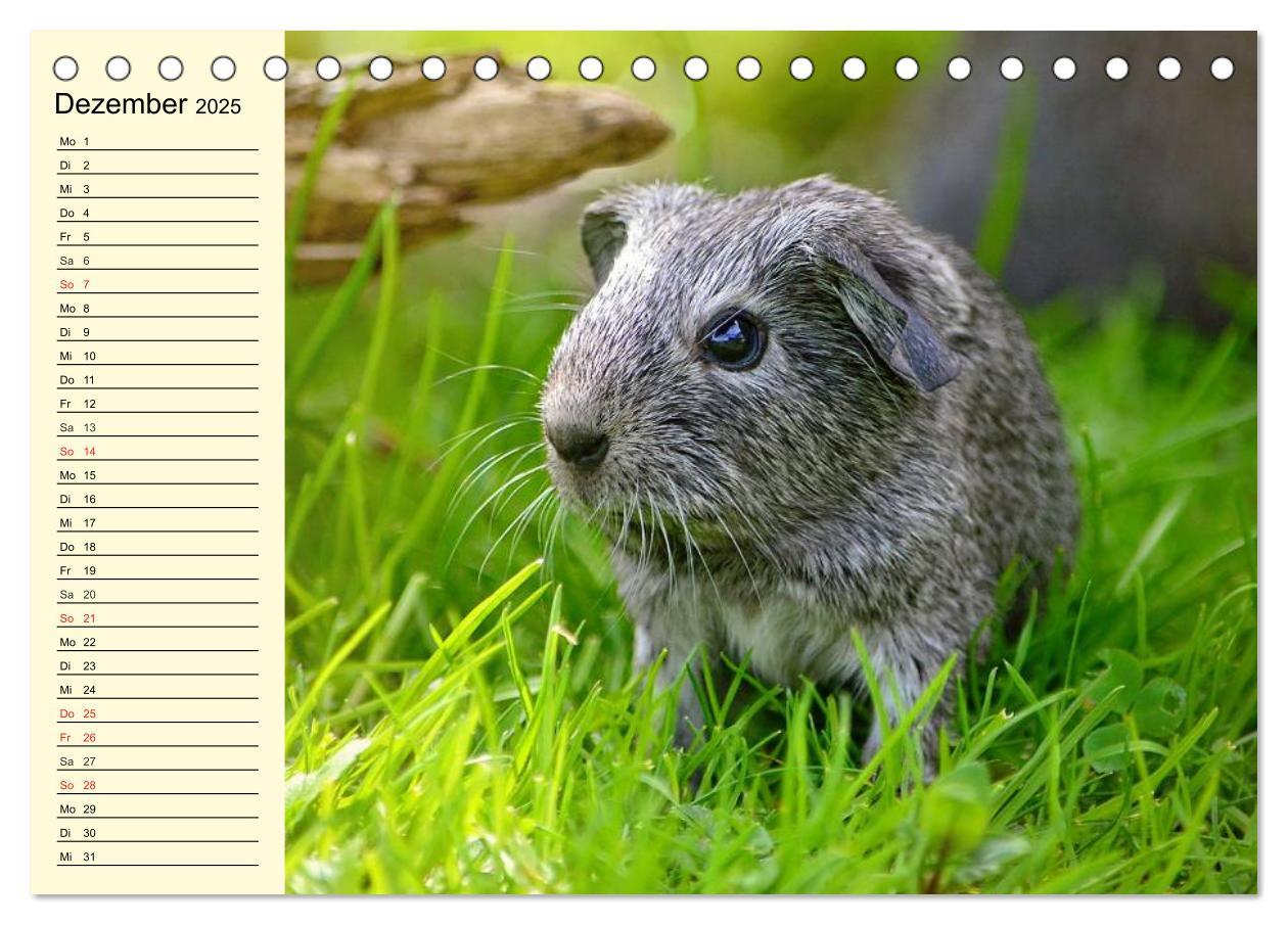 Bild: 9783435508457 | Meerschweinchen. Geliebte Nager (Tischkalender 2025 DIN A5 quer),...