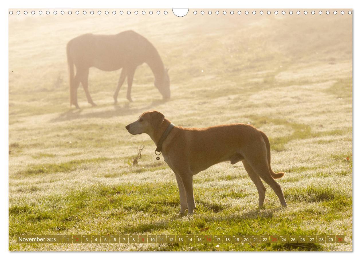 Bild: 9783435274499 | Pferd und Hund - Vierbeinige Freunde (Wandkalender 2025 DIN A3...