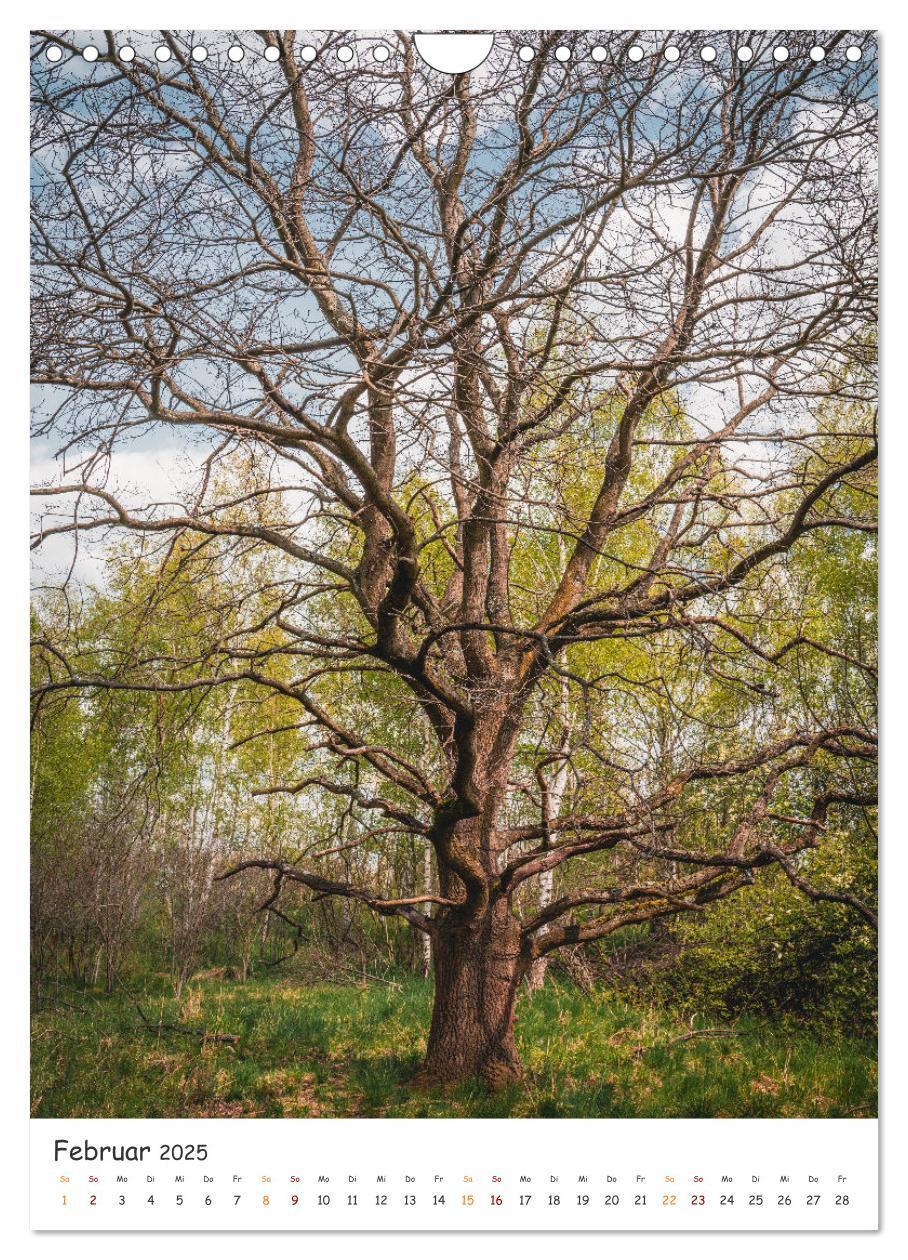 Bild: 9783435883516 | Bäume im Harz (Wandkalender 2025 DIN A4 hoch), CALVENDO Monatskalender