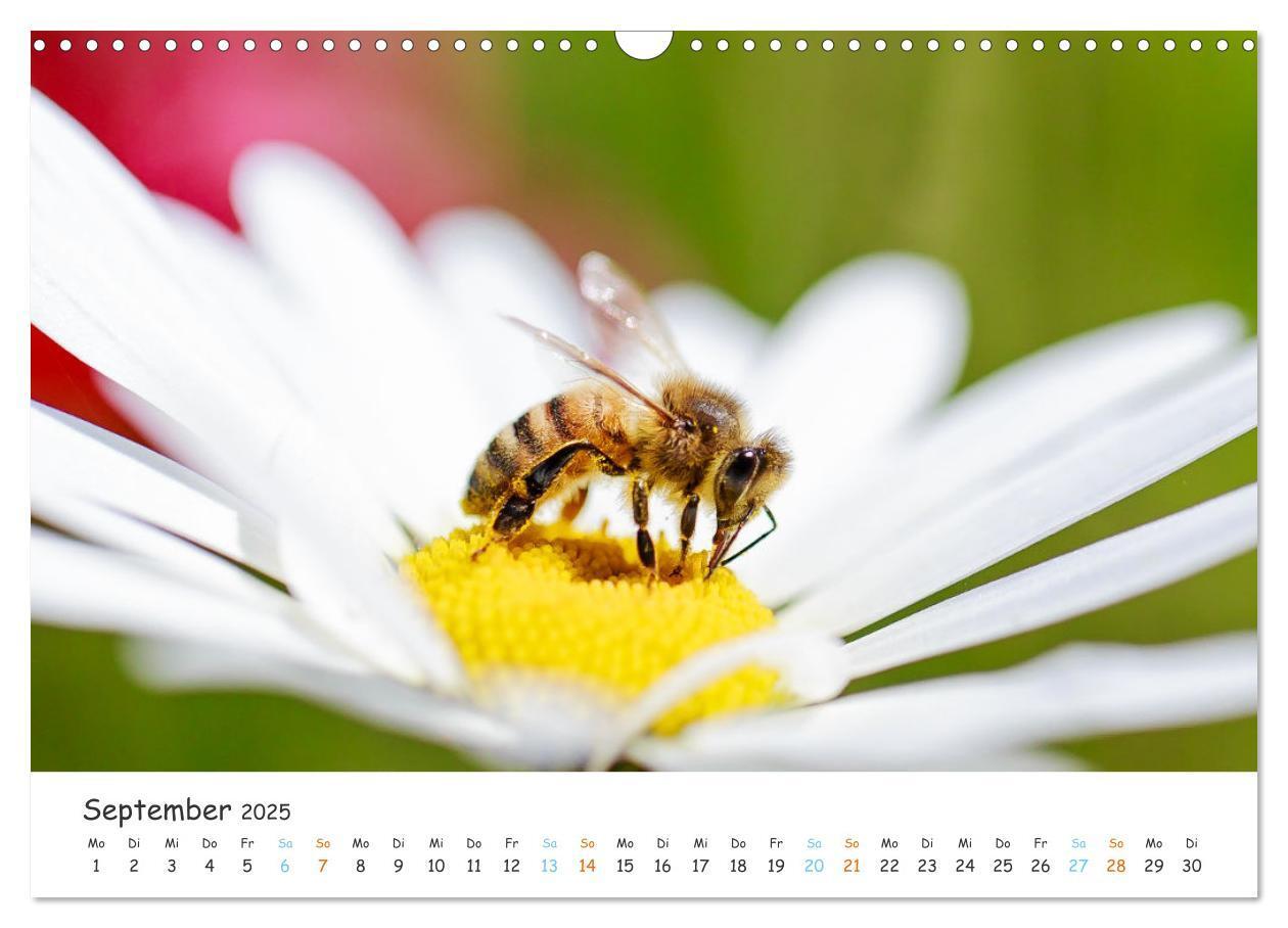 Bild: 9783435051809 | Bee Beautiful - Die phantastische Welt der Bienen (Wandkalender...