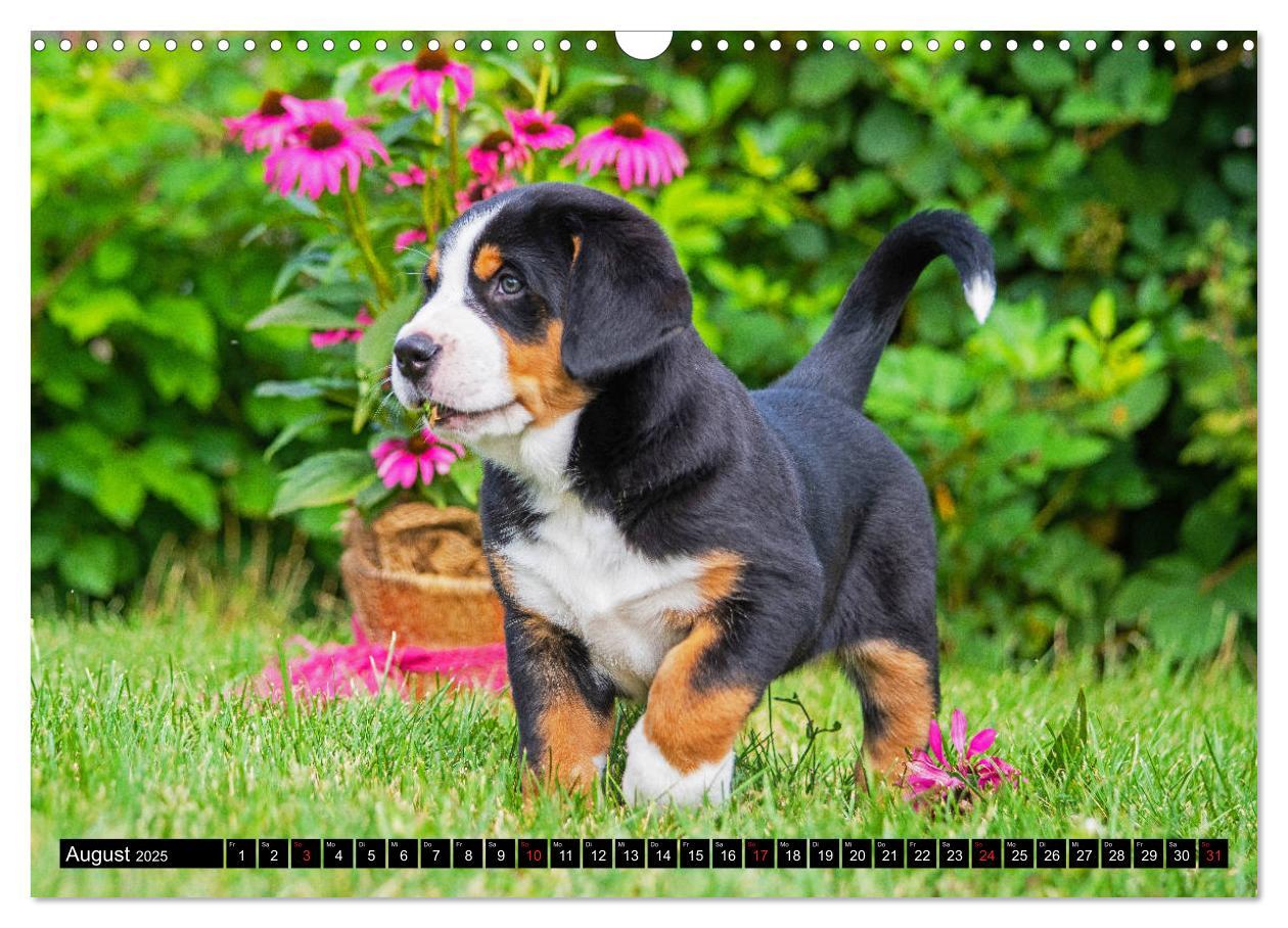 Bild: 9783435209033 | Ein Hund zum Verlieben - Großer Schweizer Sennenhund (Wandkalender...