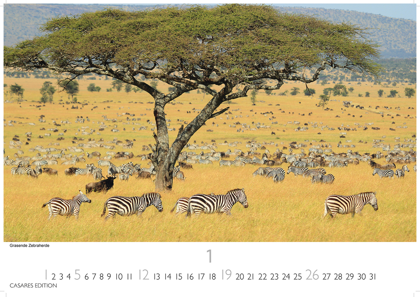 Bild: 9781835240519 | African Wildlife 2025 S 24x35 cm | Kalender | 14 S. | Deutsch | 2025