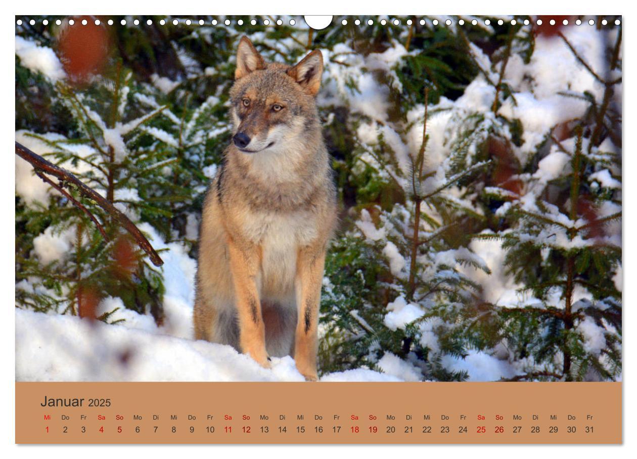 Bild: 9783435393398 | Begegnungen DER WOLF (Wandkalender 2025 DIN A3 quer), CALVENDO...