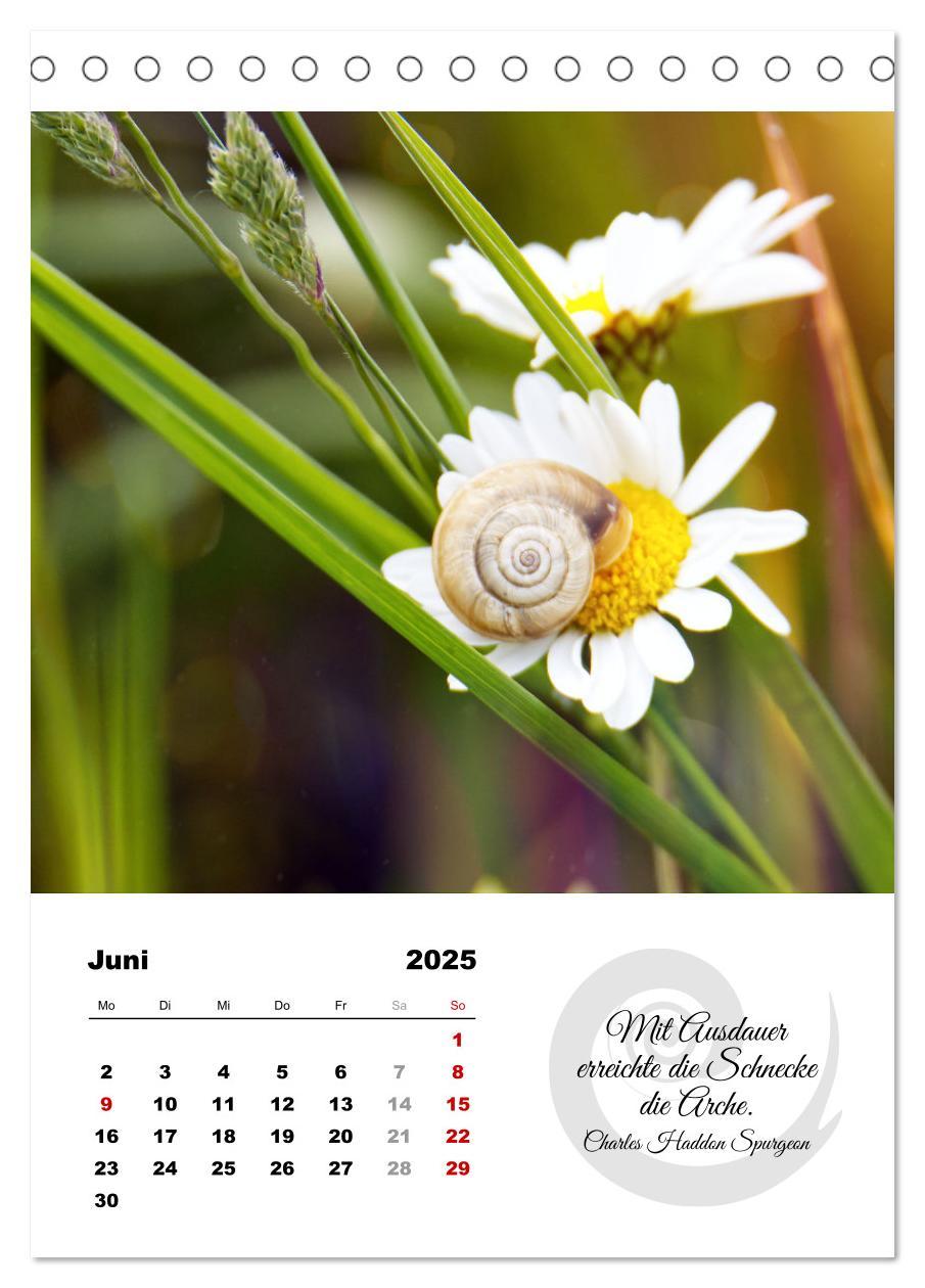 Bild: 9783435899906 | Schnecklein (Tischkalender 2025 DIN A5 hoch), CALVENDO Monatskalender