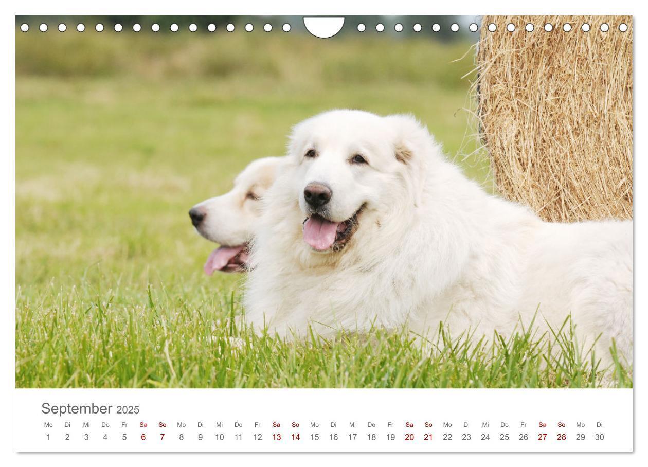 Bild: 9783435055098 | Pyrenäenberghunde (Wandkalender 2025 DIN A4 quer), CALVENDO...