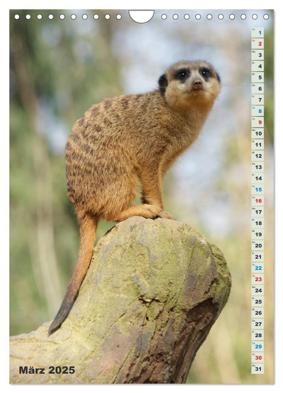 Bild: 9783457090060 | Erdmännchen-Meerkats-Surikate (Wandkalender 2025 DIN A4 hoch),...