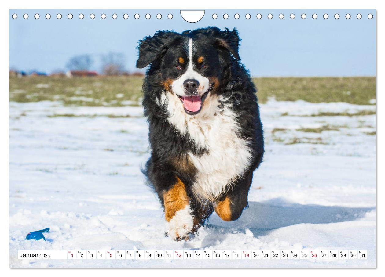 Bild: 9783435315727 | Ein Herz auf 4 Pfoten - Berner Sennenhund (Wandkalender 2025 DIN A4...