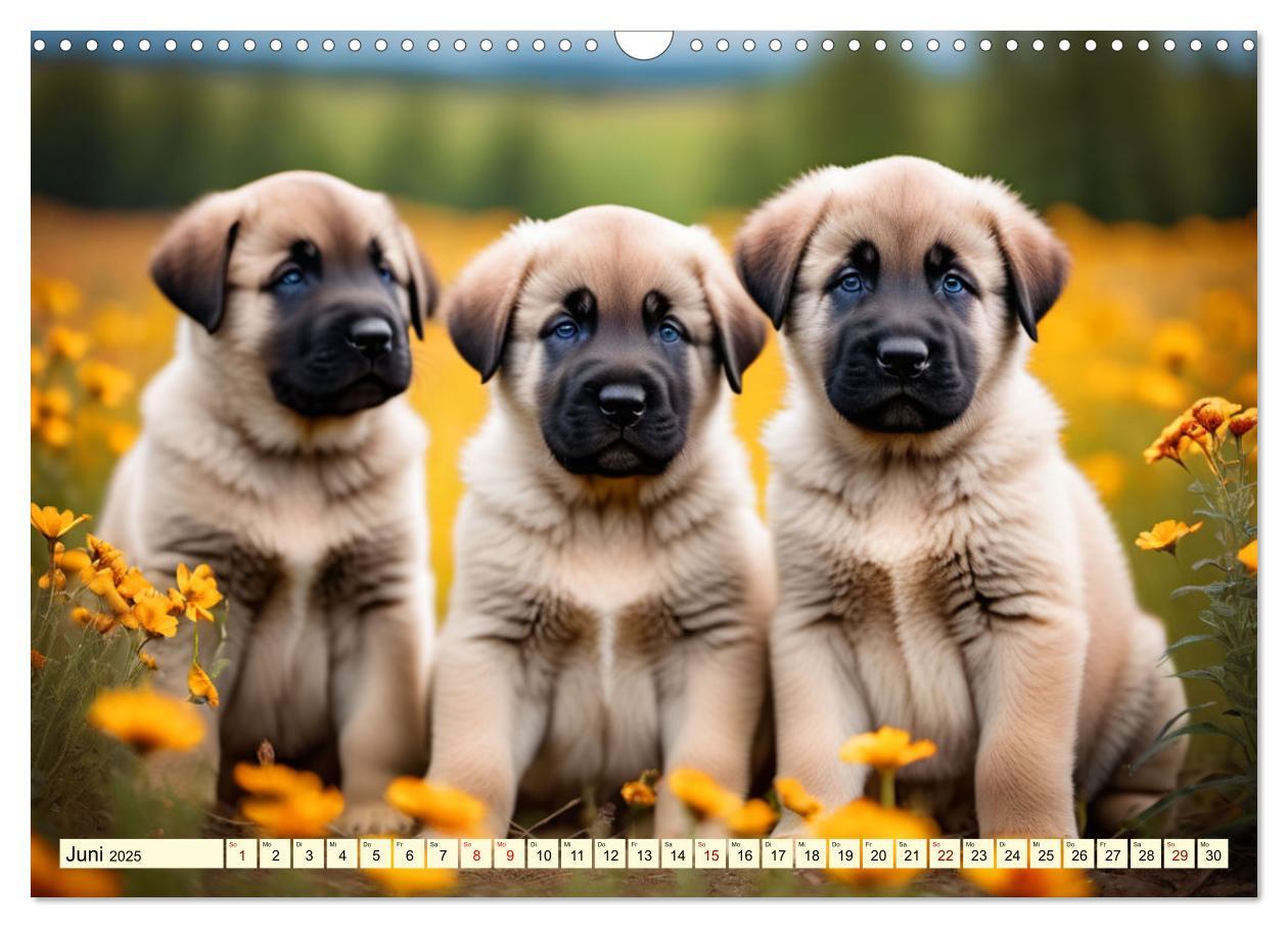 Bild: 9783457130704 | Kangal - der starke Herdenschutzhund (Wandkalender 2025 DIN A3...